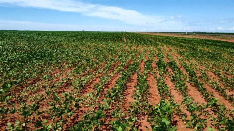 Desafios econômicos do El Niño: agricultores sob pressão