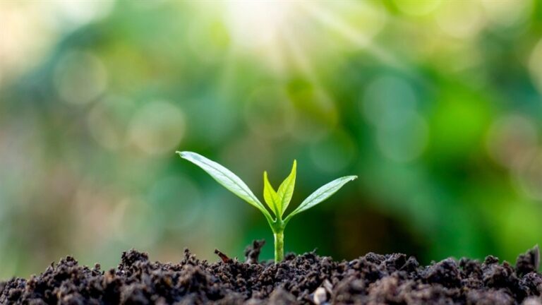 Parceria de gigantes vai investir em fertilizante sustentável