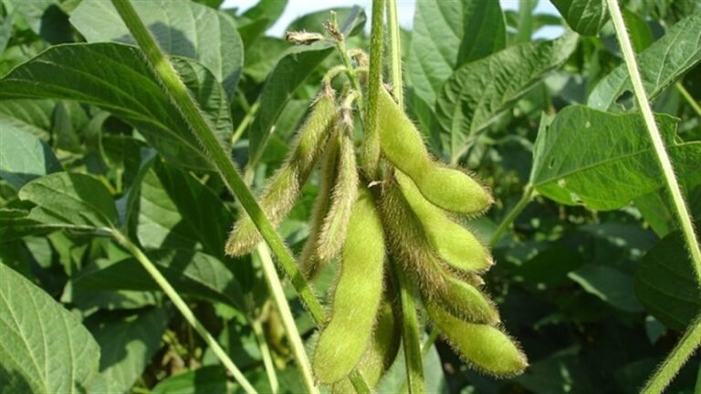 Colheita de soja avança 8,69 pontos percentuais no Mato Grosso