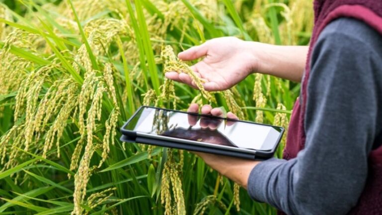 Comércio digital revoluciona o agro