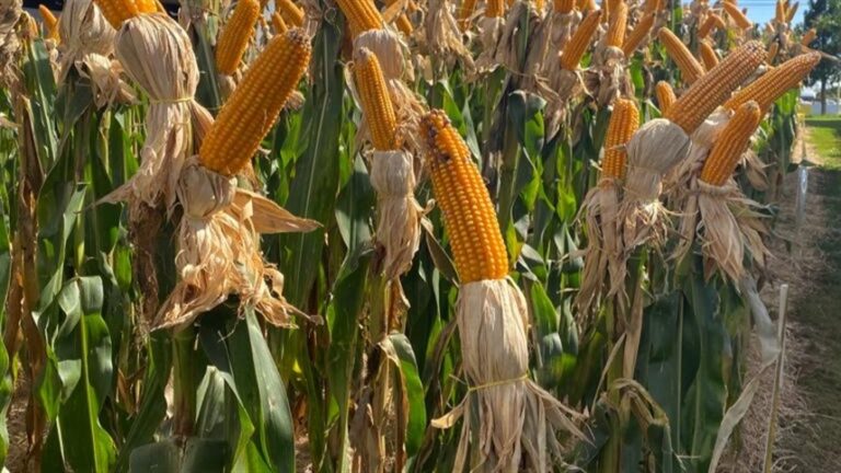 Cultivo de milho atinge 94% da área planejada
