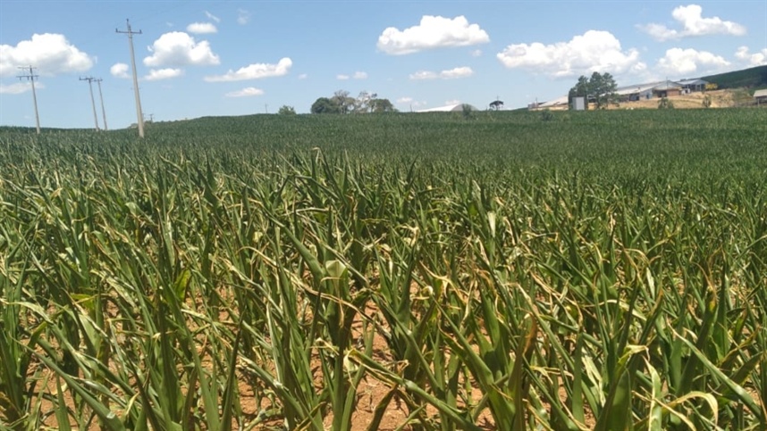 Produtor com quebra de safra pode renegociar seu crédito rural