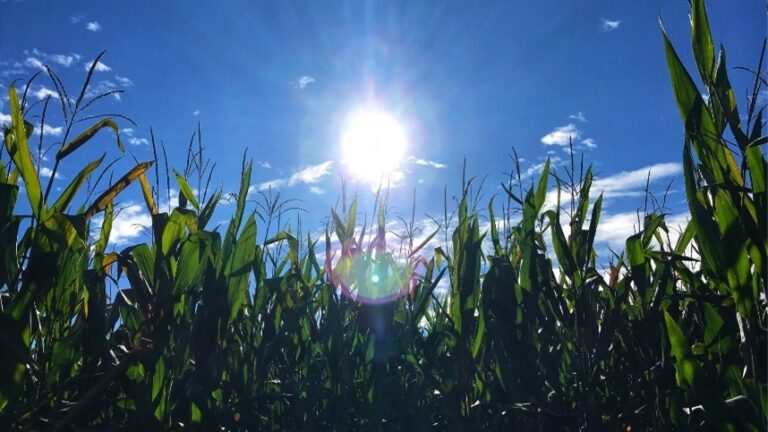 Onda de calor deve se intensificar nos próximos dias