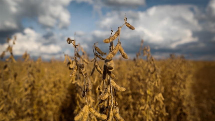 Soja argentina sofre com calor e seca: Mexe no preço?
