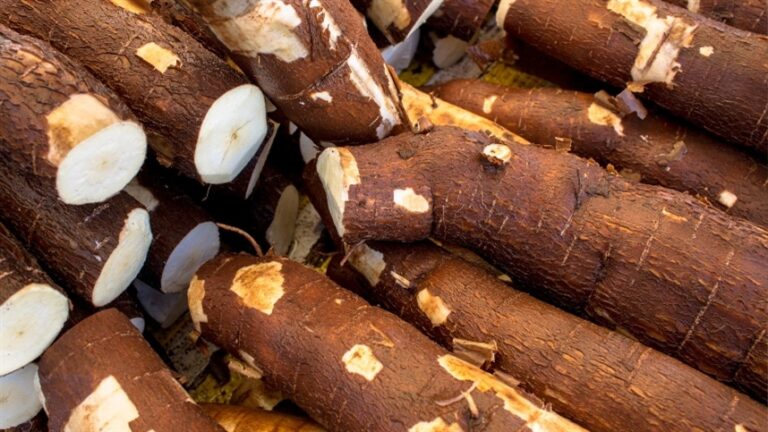 Aumento na incidência de mosca-branca na cultura da mandioca