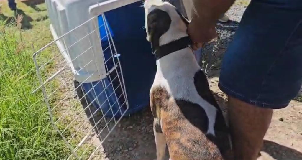 Polícia Civil resgata cachorro que era espancado em casa no bairro Novo Milênio em Cuiabá