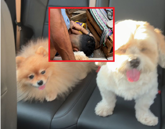 Ladrão que furtou cães de hotelzinho em MT disse à polícia que a intenção era vender os animais