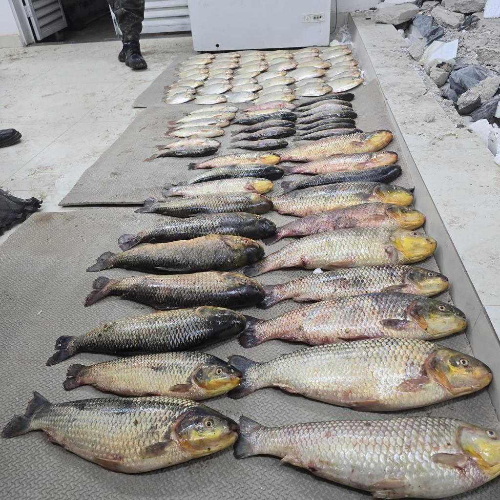 Batalhão Ambiental da PM prende suspeito por pesca irregular e apreende 86 unidades -
