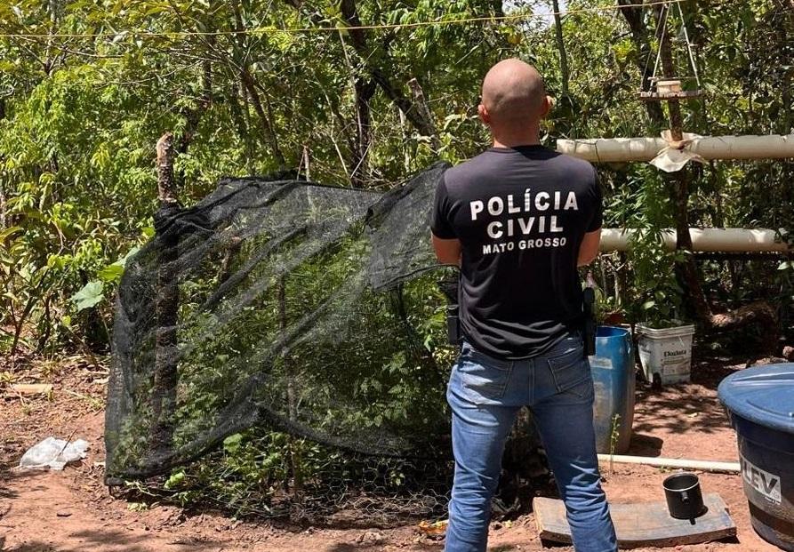 Polícia Civil prende homem flagrado com plantação de maconha na zona rural de Alto Araguaia -