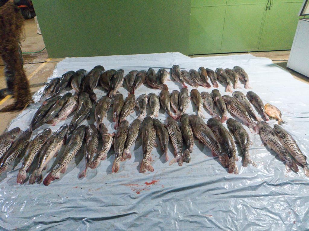 Companhia Ambiental da PM apreende 412 quilos de pescado irregular em Poxoréu -