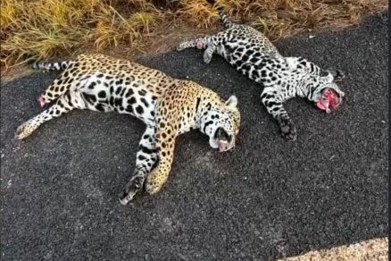 Duas onças-pintadas são encontradas mortas em rodovia de MT; veja vídeo
