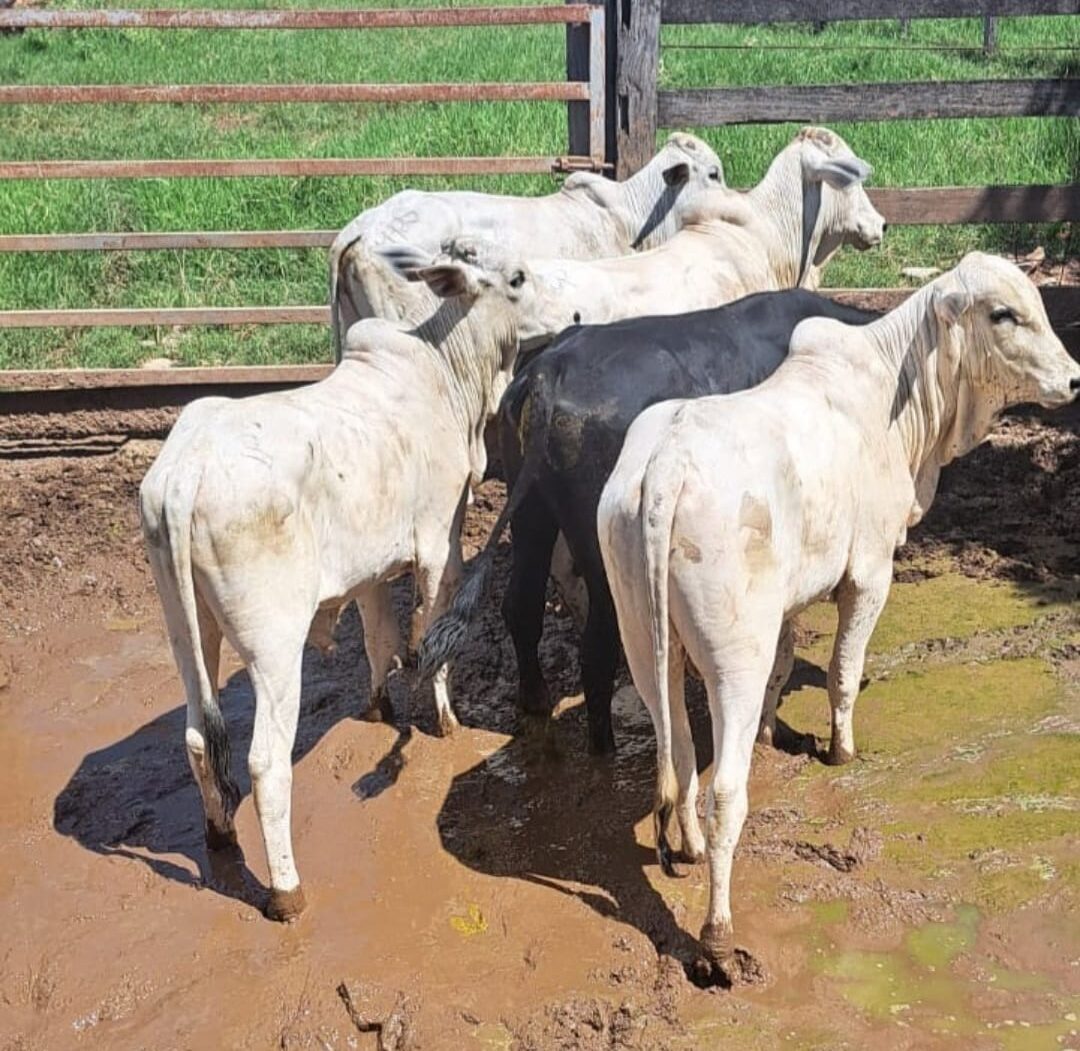 Polícia Civil prende suspeito e recupera 29 cabeças de gado furtadas de propriedade na zona rural de Araguaiana