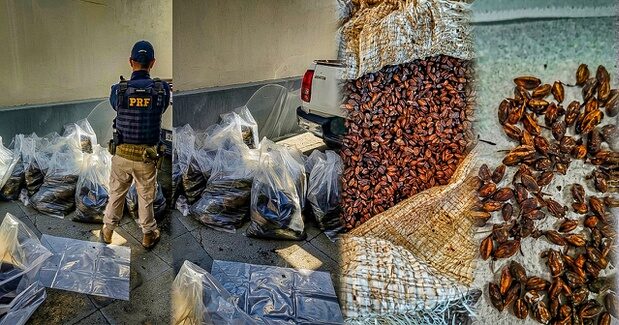 Carga de matéria-prima para produção de drogas é apreendida pela PRF em Barra do Garças
