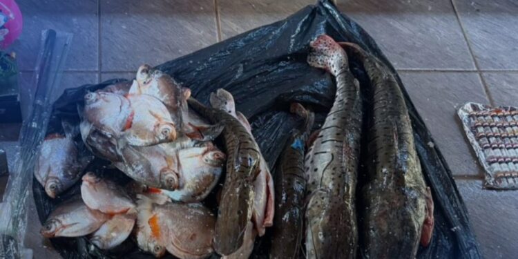 Mãe e filho são presos suspeitos de contrabando, descaminho e crime ambiental entre MT e GO