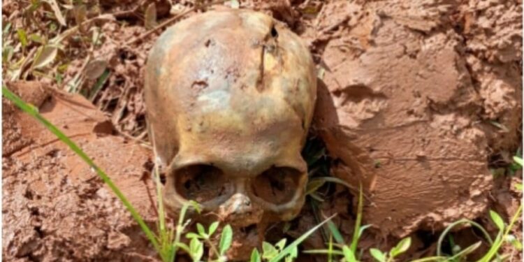 Trabalhador encontra ossada com marcas no crânio em General Carneiro