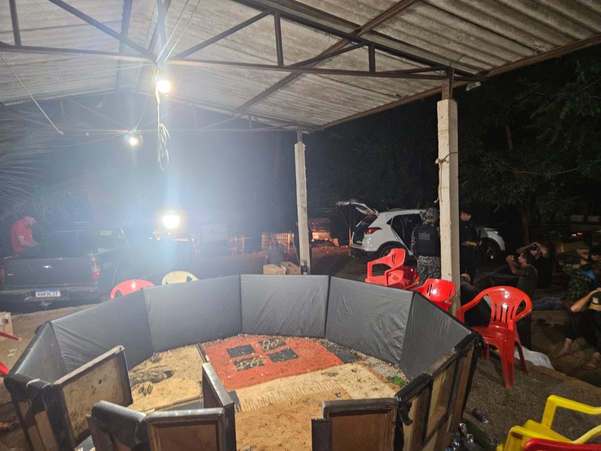 Polícia Civil desarticula rinha de galos e conduz 17 pessoas à delegacia em Canarana